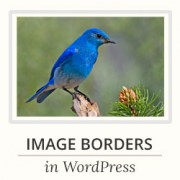 How to Add a Border Around an Image in WordPress