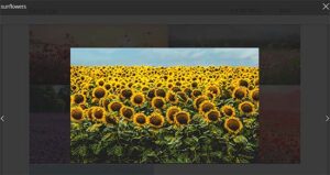 How to Create an Image Gallery in WordPress (Step by Step)